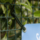 Gartenposter im Garten