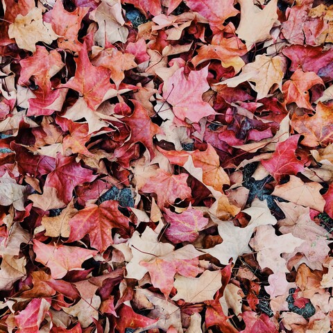 Fotograferen in de herfst!  Fotograferen in de herfst!