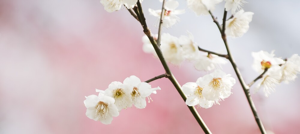 Fotograferen in de lente Fotograferen in de lente