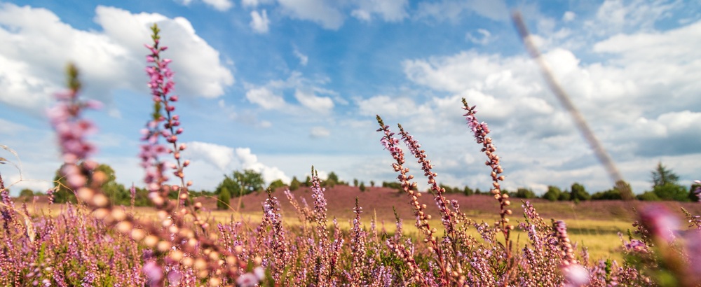 Fotogenieke natuurgebieden in Nederland Fotogenieke natuurgebieden in Nederland