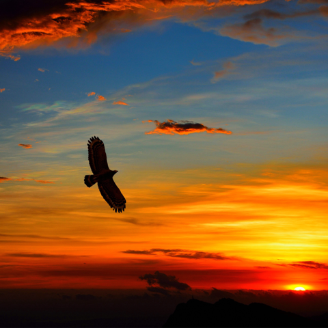 Fotograferen in de zomer (silhouetten maken) Fotograferen in de zomer (silhouetten maken)