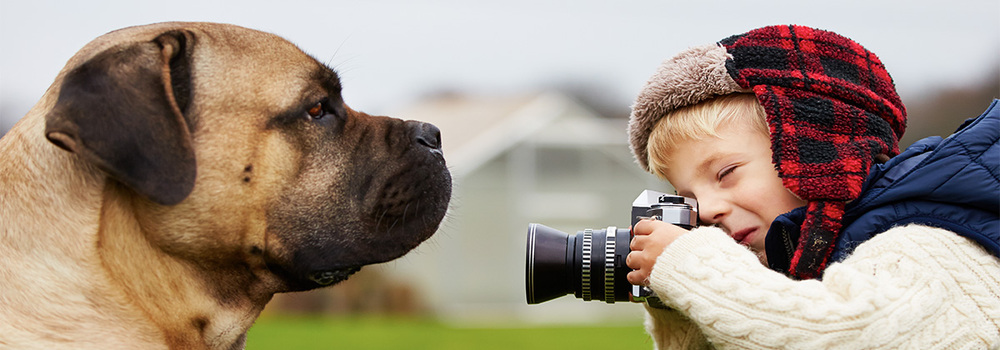 Huisdieren Huisdieren