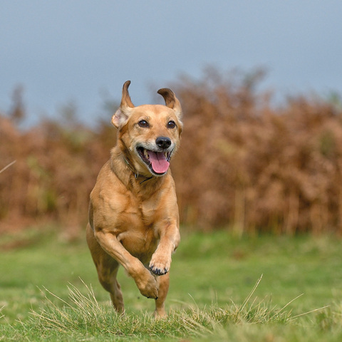 Beweging Hond Beweging Hond