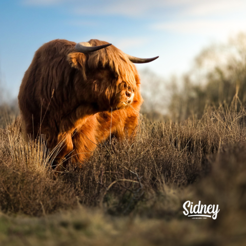 Maak kans op een online fotografieworkshop