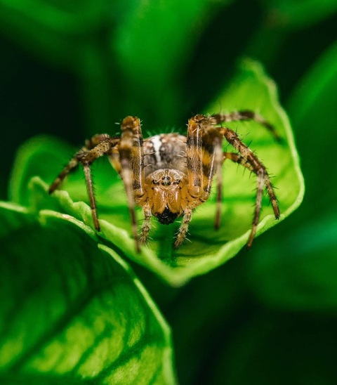 Macrofotografie Macrofotografie