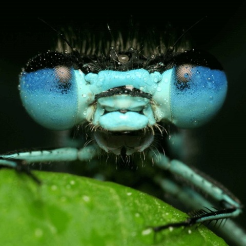Microfotografie Microfotografie