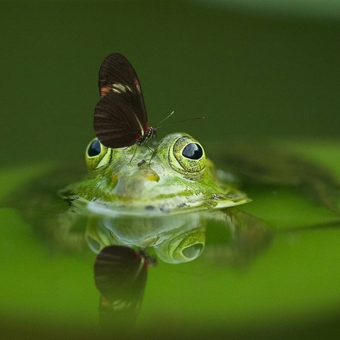 Tips voor de beginnende micro- en macrofotograaf Tips voor de beginnende micro- en macrofotograaf