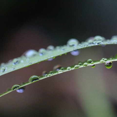 Tips voor een micro- en macrofotograaf Tips voor een micro- en macrofotograaf