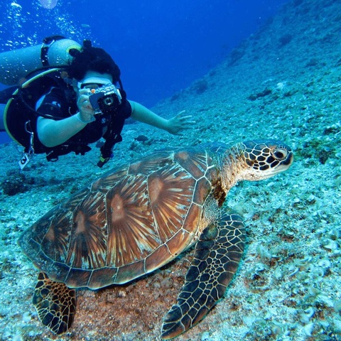 Met onderwatercamera foto maken van schildpad Met onderwatercamera foto maken van schildpad