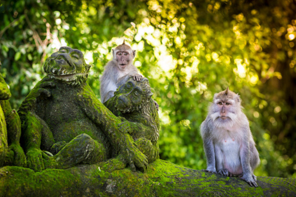 Plekken in Ubud