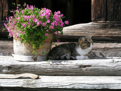 In de felle zon In de felle zon