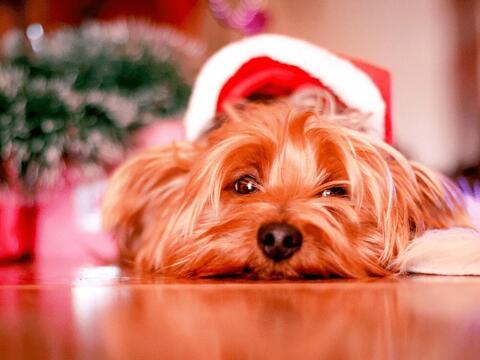 Kerstkaart met grappige foto Kerstkaart met grappige foto