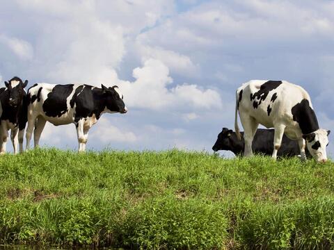 Friese landschap Friese landschap
