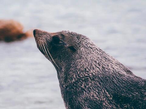 Pieterburen naar Schiermonnikoog Pieterburen naar Schiermonnikoog