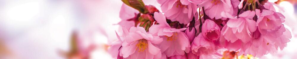 Fotografietips voor de lente Fotografietips voor de lente